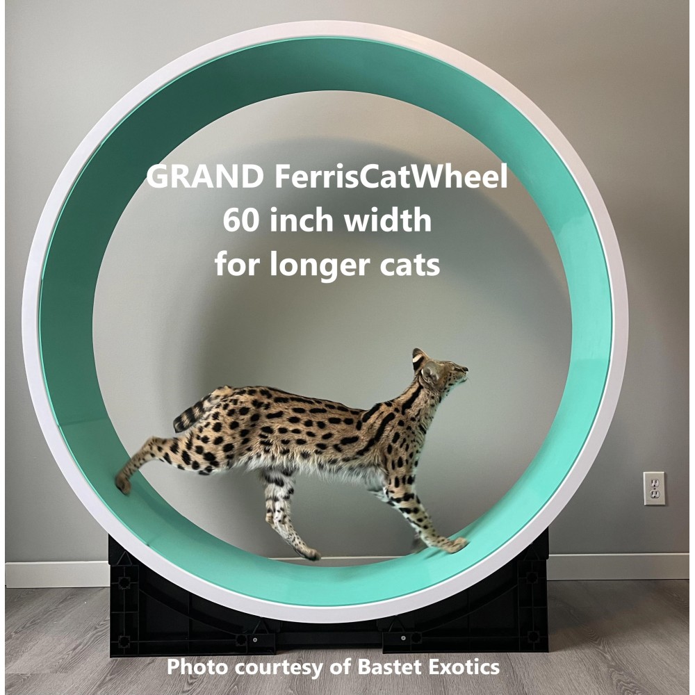 Grand Ferris Cat Exercise Wheel Ziggydoo